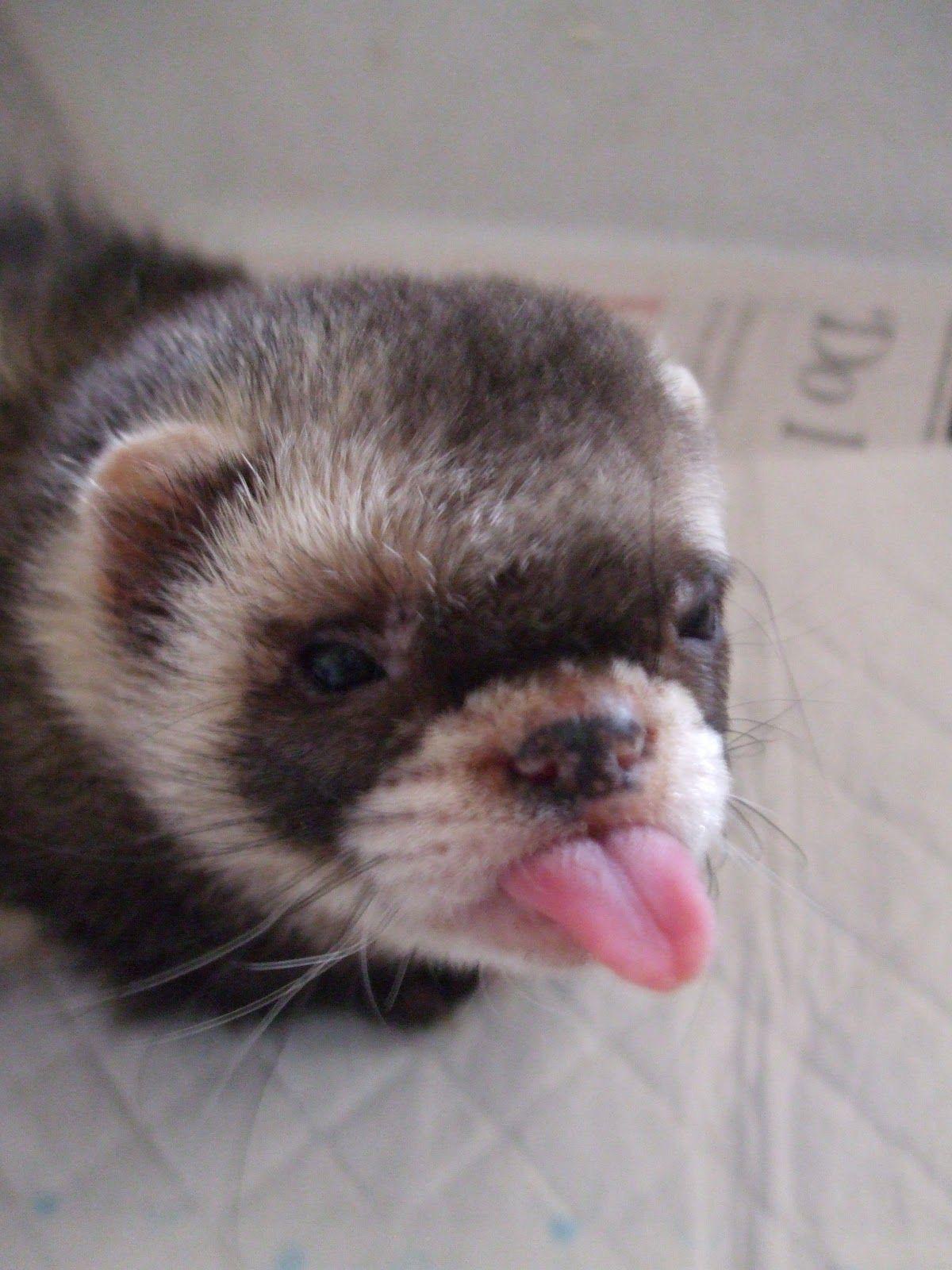 Ferret
